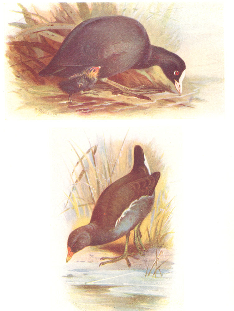BRITISH BIRDS. Coot Moorhen. THORBURN 1925 old vintage print picture